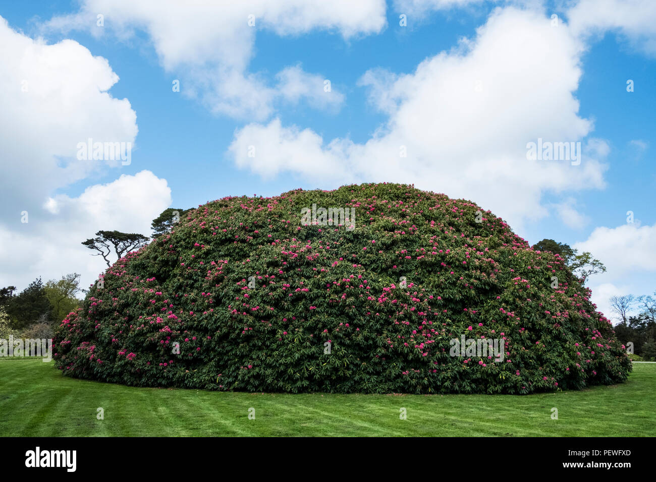 Giardino di fresco con erba rasata e rotonda grande Rododendro con boccioli rosa sotto un cielo nuvoloso. Foto Stock