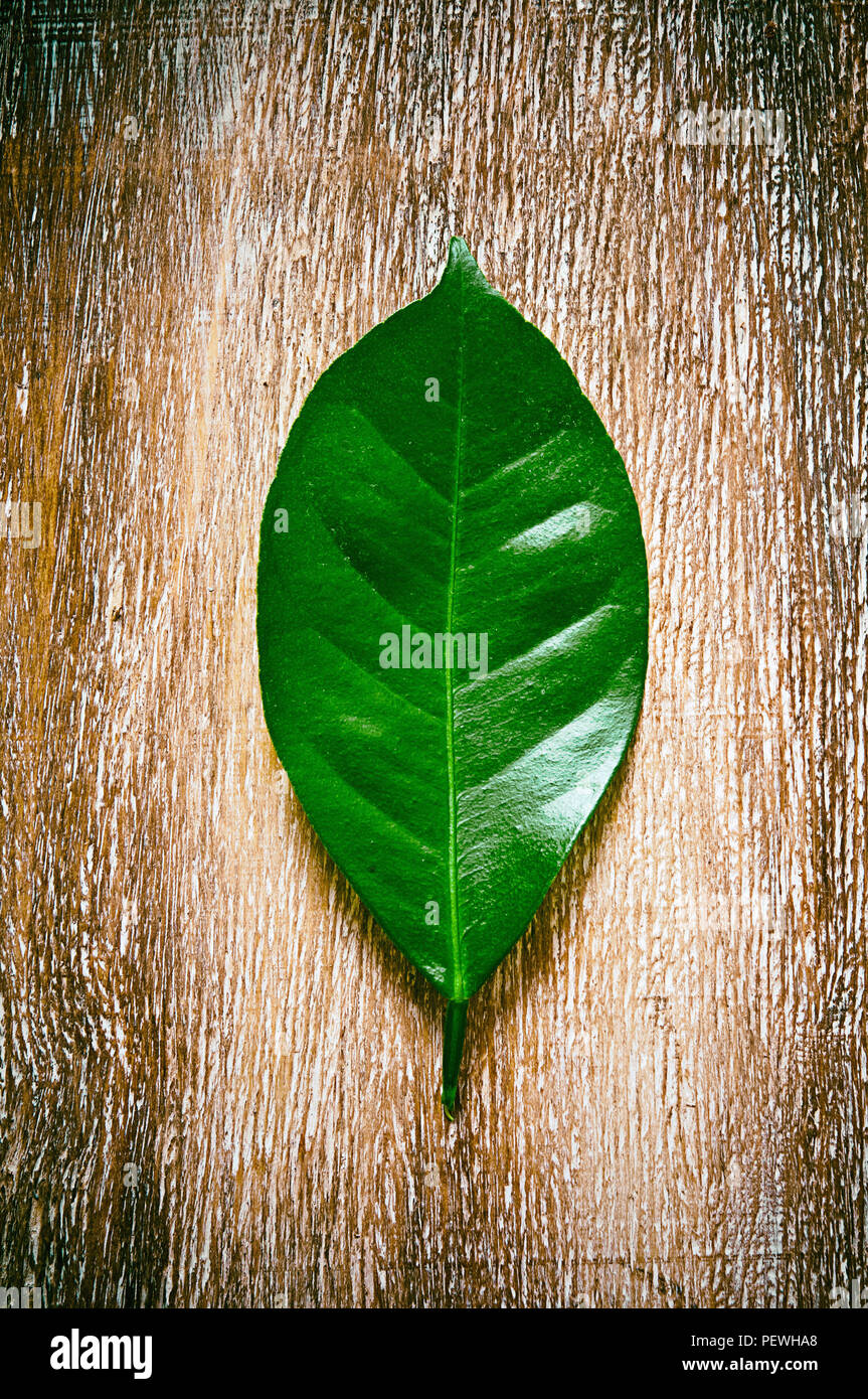 Tupelo verde foglia sul fondo in legno Foto Stock