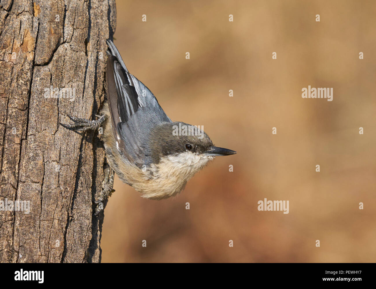 Picchio muratore pigmeo (Sitta pygmaea), la contea del lago Oregon Foto Stock