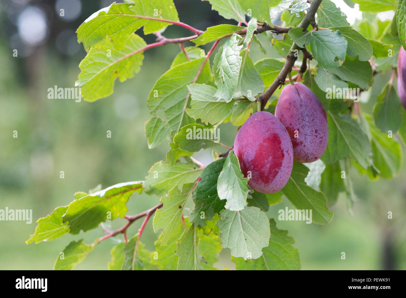 Prunus domestica. Prugna "Giant prune' sull'albero. Regno Unito Foto Stock