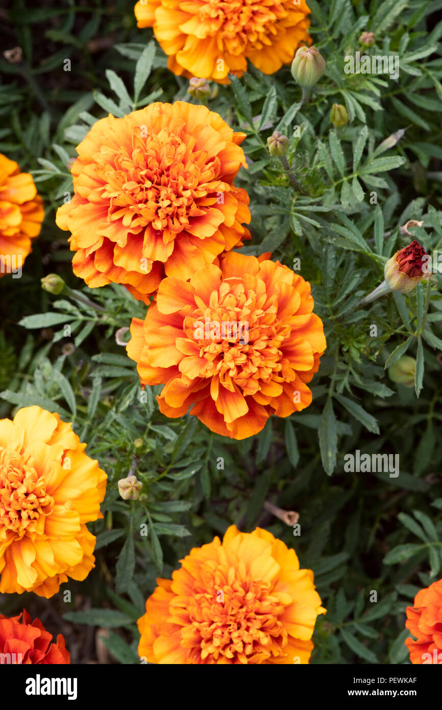 Tagetes patula "palla di fuoco". Il francese calendula fiori Foto Stock