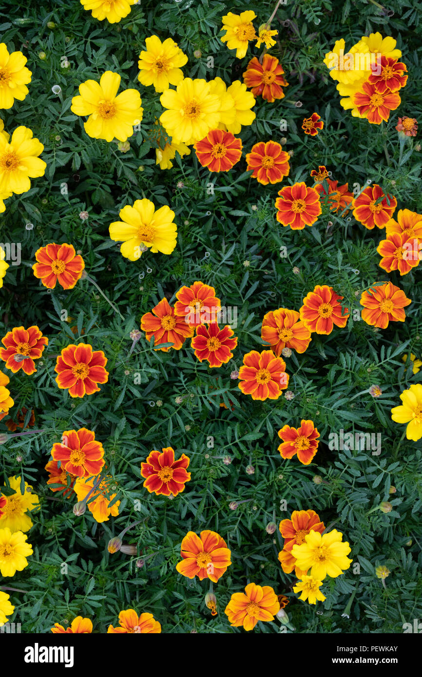 Tagetes patula 'mixed'. Il francese calendula fiori. Regno Unito Foto Stock