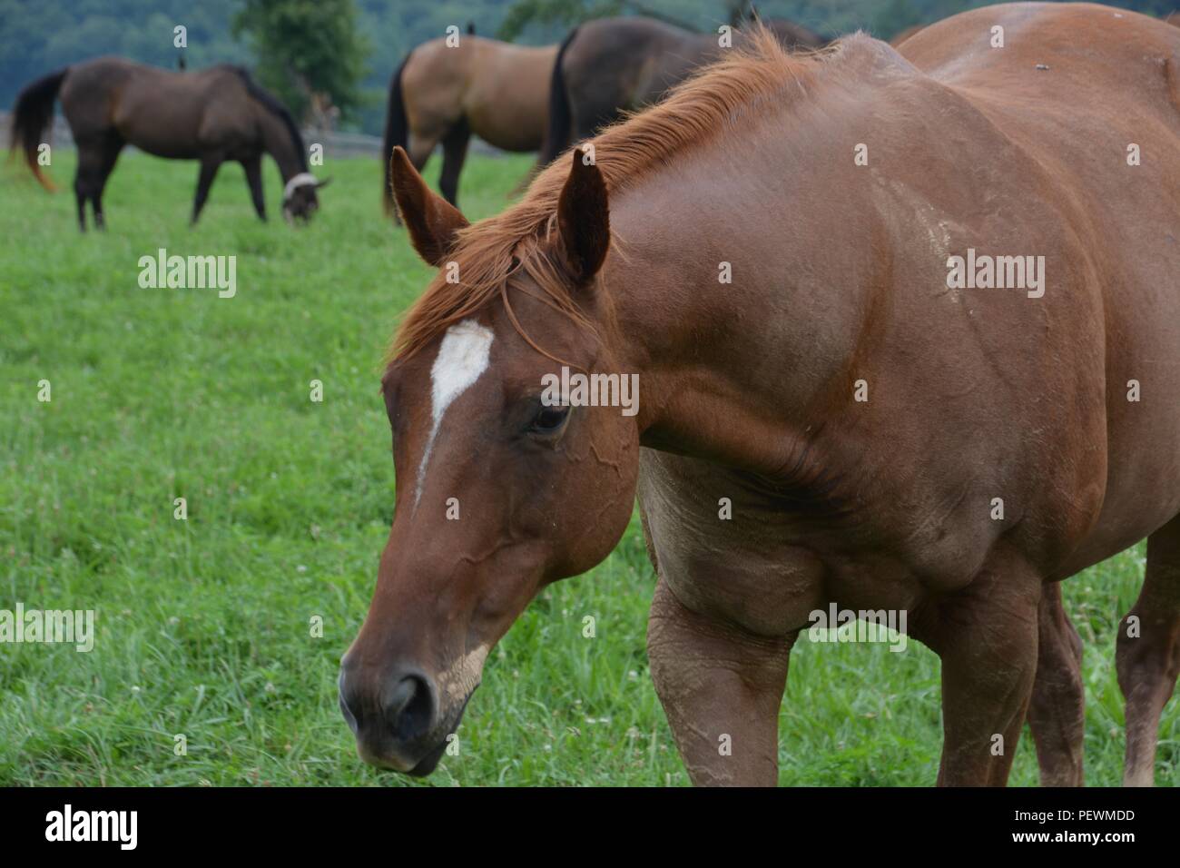 I cavalli pascolano in un giorno di estate Foto Stock