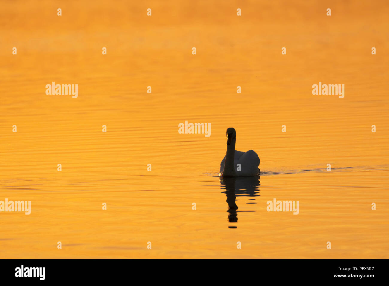 Cigno, Cygnus olor, metà estate lo spuntar del giorno su un lago Oxfordshire. Foto Stock