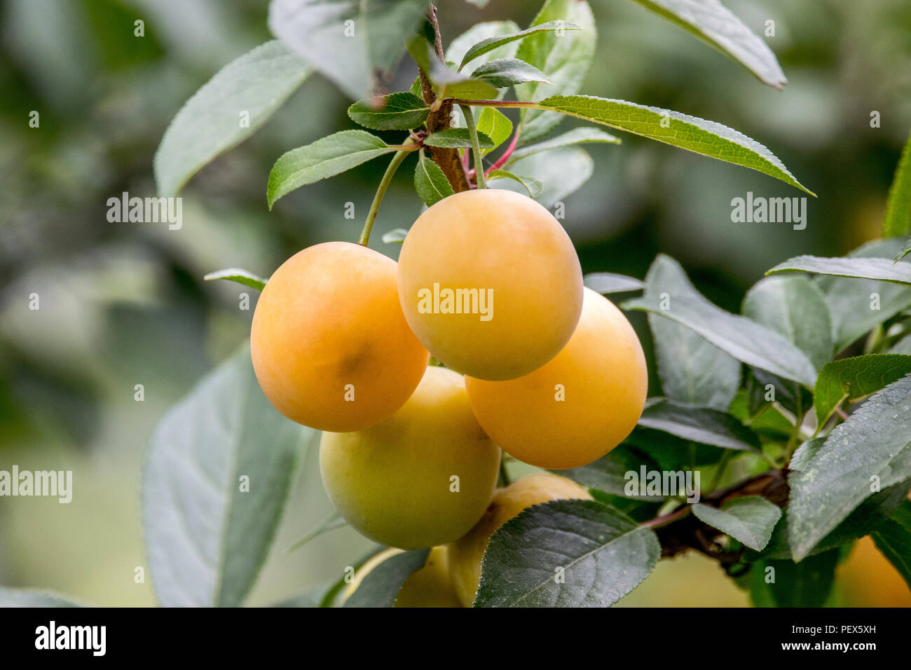 Immagine del dolce prugna gialla matura su un albero nel giardino Foto Stock