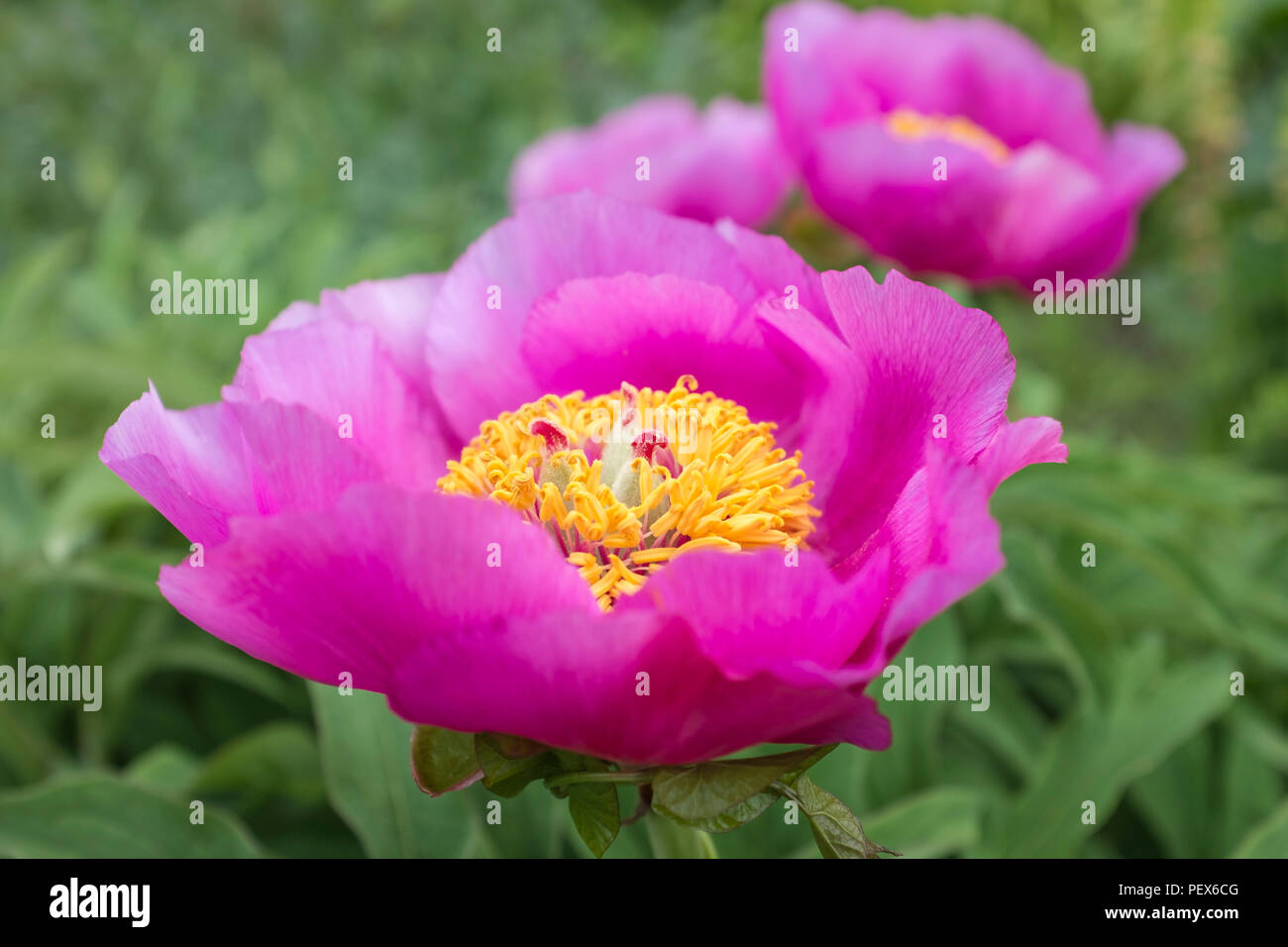 Close-up di grande e bel rosa peonia fiore Foto Stock