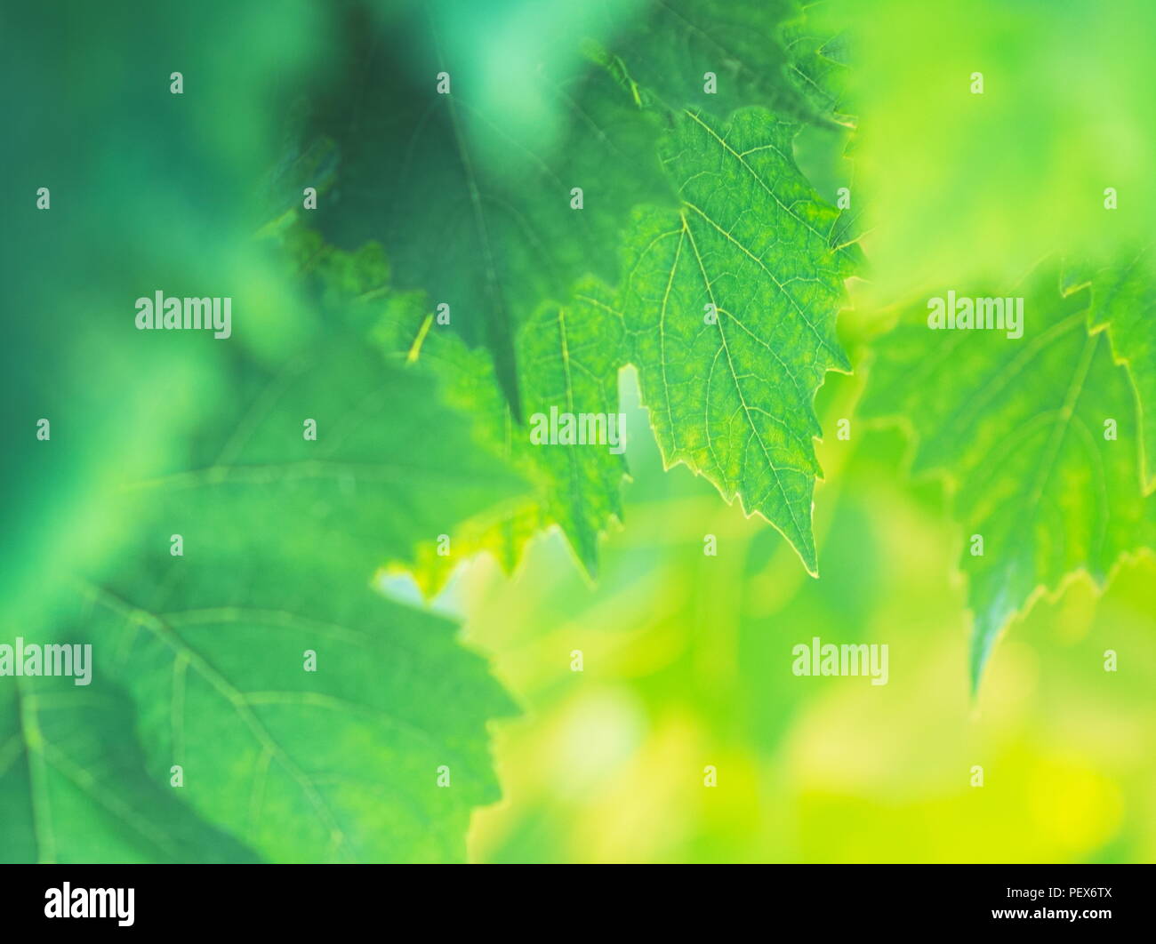 Vivid con retroilluminazione verde a foglie di uva Closeup sfondo Foto Stock