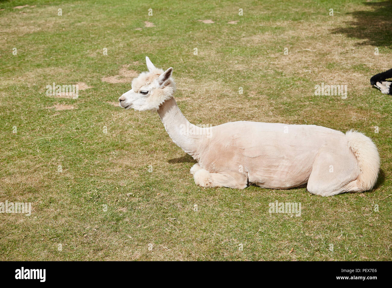 Un bianco Alpaca giacente in un prato di per sé Foto Stock