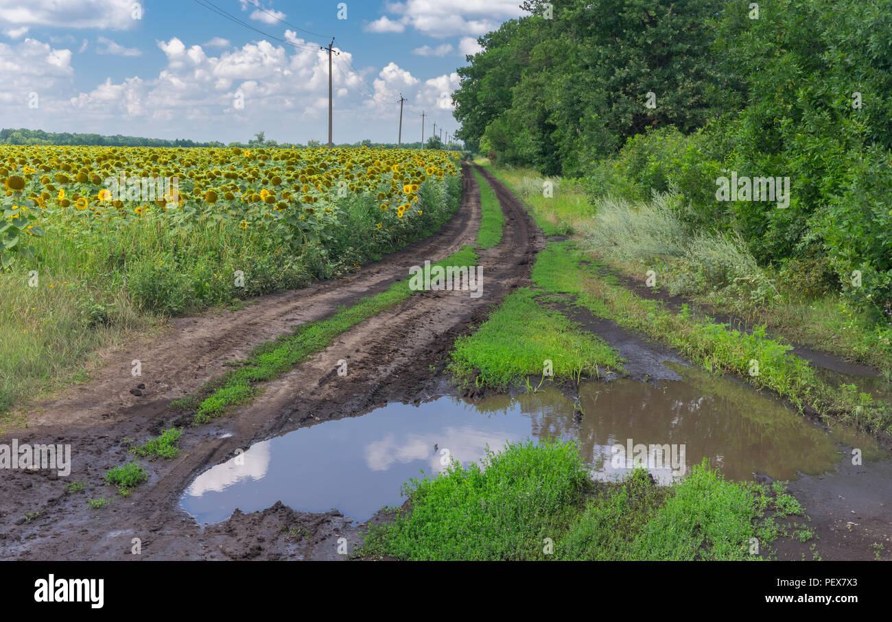 Paesaggio estivo con grande pozza su una strada di terra accanto a girasole campo agricolo in Poltavskaya, Oblast di Ucraina Foto Stock