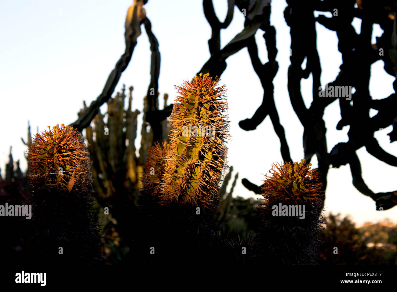 Stelo di Cactus nella luce del pomeriggio Foto Stock