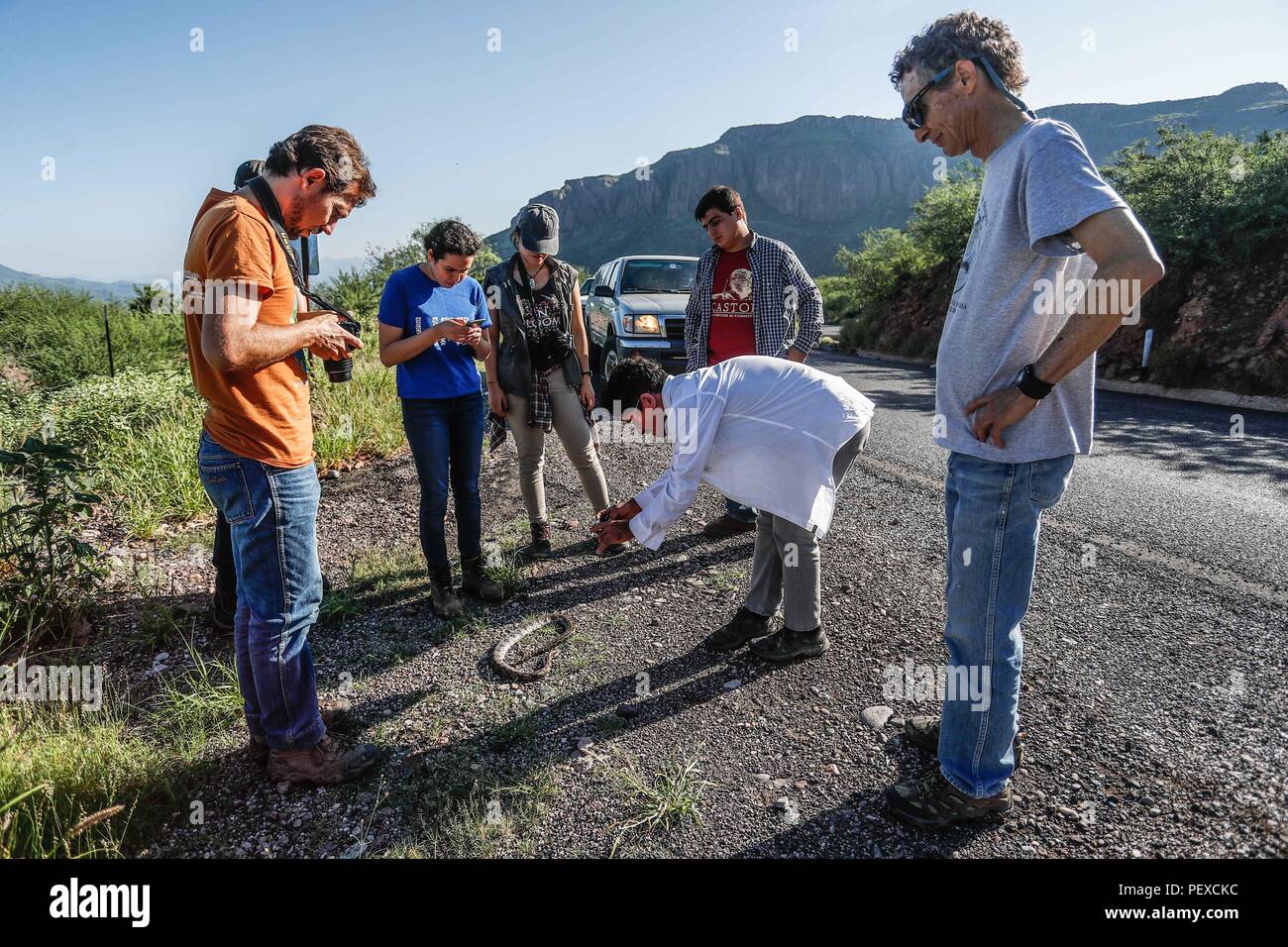 Biologi trovare una Boa constrictor morto sulla strada che era stata eseguita in prossimità del diavolo Cross. Biologos encuentran muerta en el camino una Boa constrictor que fue atropellada en los alrededores del la Cruz del Diablo. (Foto: LuisGutierrez / NortePhoto.com) Expedición scoperta Madrense de GreaterGood ORG que recaba datos que sirven como información de referencia para entender mejor las Relaciones biológicas del Archipiélago Madrense y se usan para proteger y conservar las tierras vírgenes de las Islas Serranas Sonorenses. Expedición binacional aye une un colaboradores de Méx Foto Stock