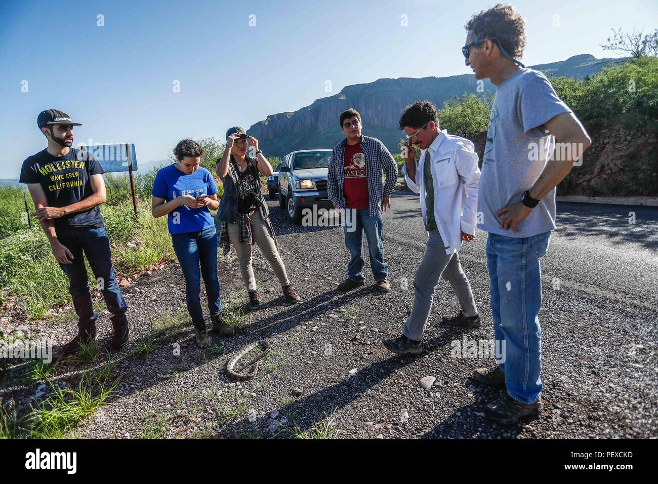 Biologi trovare una Boa constrictor morto sulla strada che era stata eseguita in prossimità del diavolo Cross. Biologos encuentran muerta en el camino una Boa constrictor que fue atropellada en los alrededores del la Cruz del Diablo. (Foto: LuisGutierrez / NortePhoto.com) Expedición scoperta Madrense de GreaterGood ORG que recaba datos que sirven como información de referencia para entender mejor las Relaciones biológicas del Archipiélago Madrense y se usan para proteger y conservar las tierras vírgenes de las Islas Serranas Sonorenses. Expedición binacional aye une un colaboradores de Méx Foto Stock