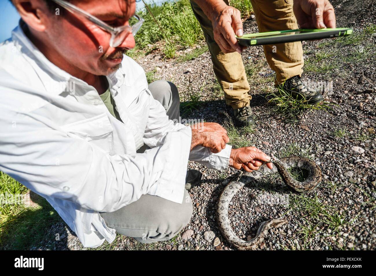 Biologi trovare una Boa constrictor morto sulla strada che era stata eseguita in prossimità del diavolo Cross. Biologos encuentran muerta en el camino una Boa constrictor que fue atropellada en los alrededores del la Cruz del Diablo. (Foto: LuisGutierrez / NortePhoto.com) Expedición scoperta Madrense de GreaterGood ORG que recaba datos que sirven como información de referencia para entender mejor las Relaciones biológicas del Archipiélago Madrense y se usan para proteger y conservar las tierras vírgenes de las Islas Serranas Sonorenses. Expedición binacional aye une un colaboradores de Méx Foto Stock