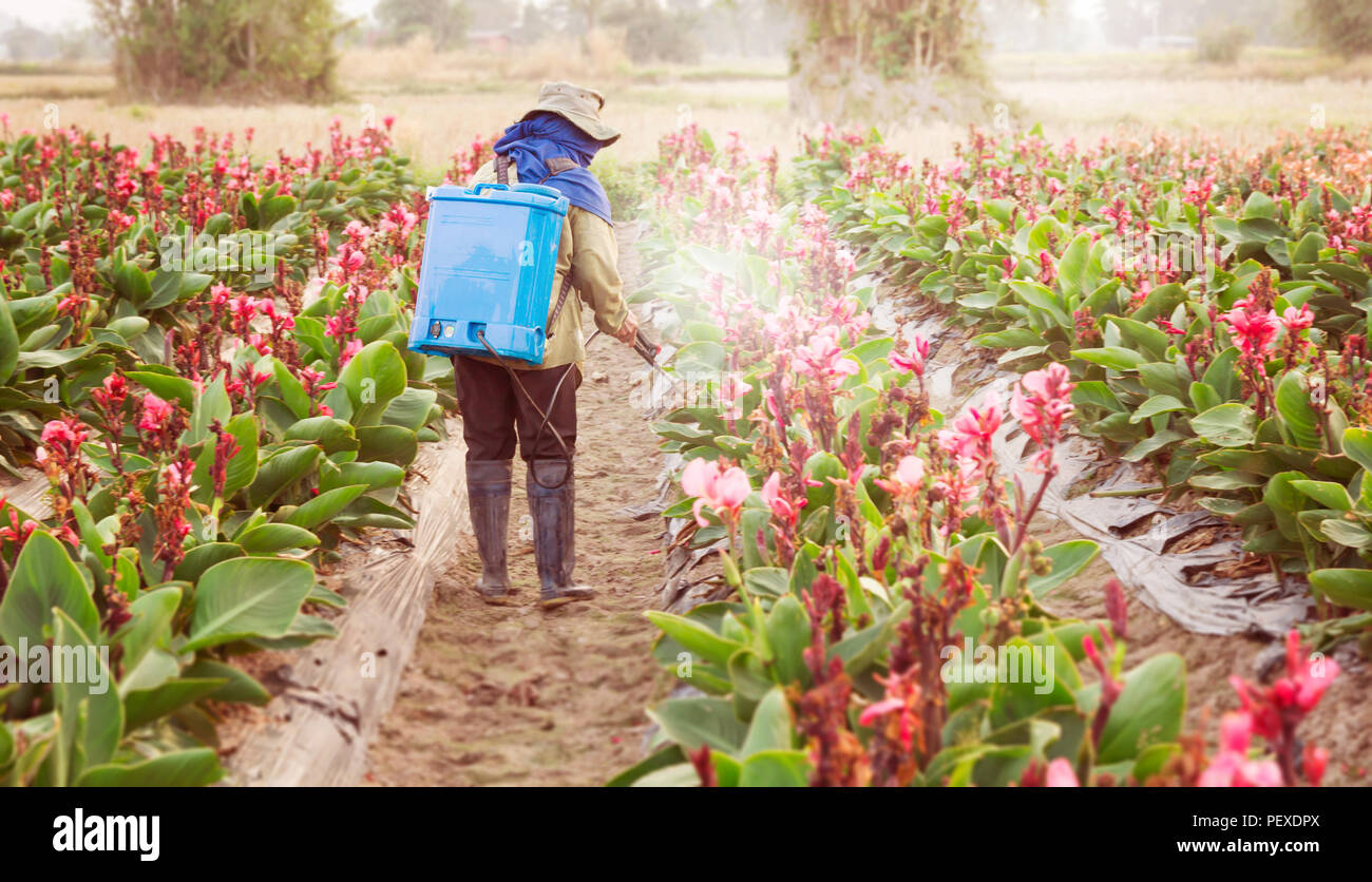 Piantatrice la spruzzatura di pesticidi nella partizione Canna al tramonto. Foto Stock