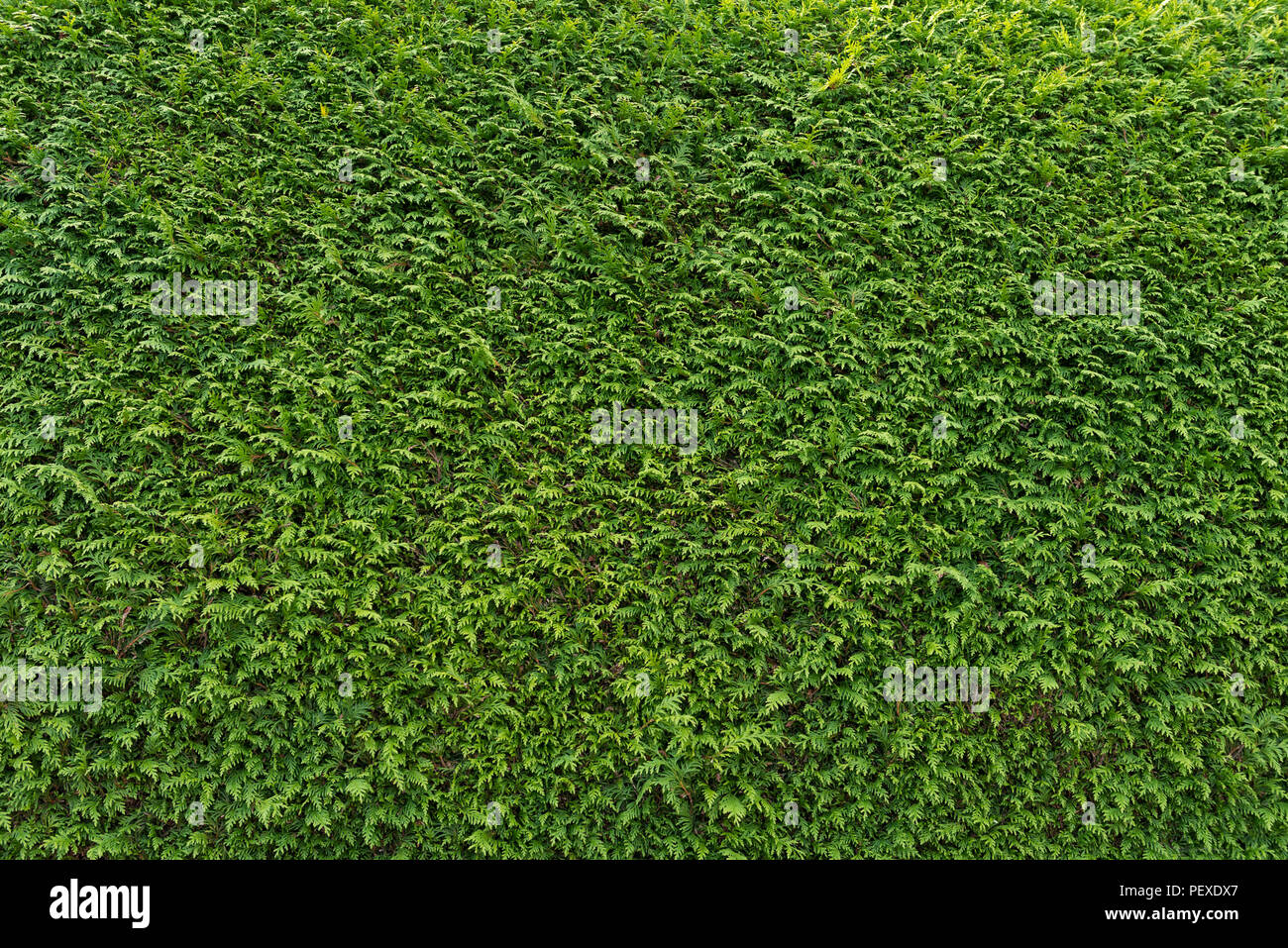 Grande parete verde di Cupressus tree come sfondo, texture. Lo sfondo naturale. Foto Stock