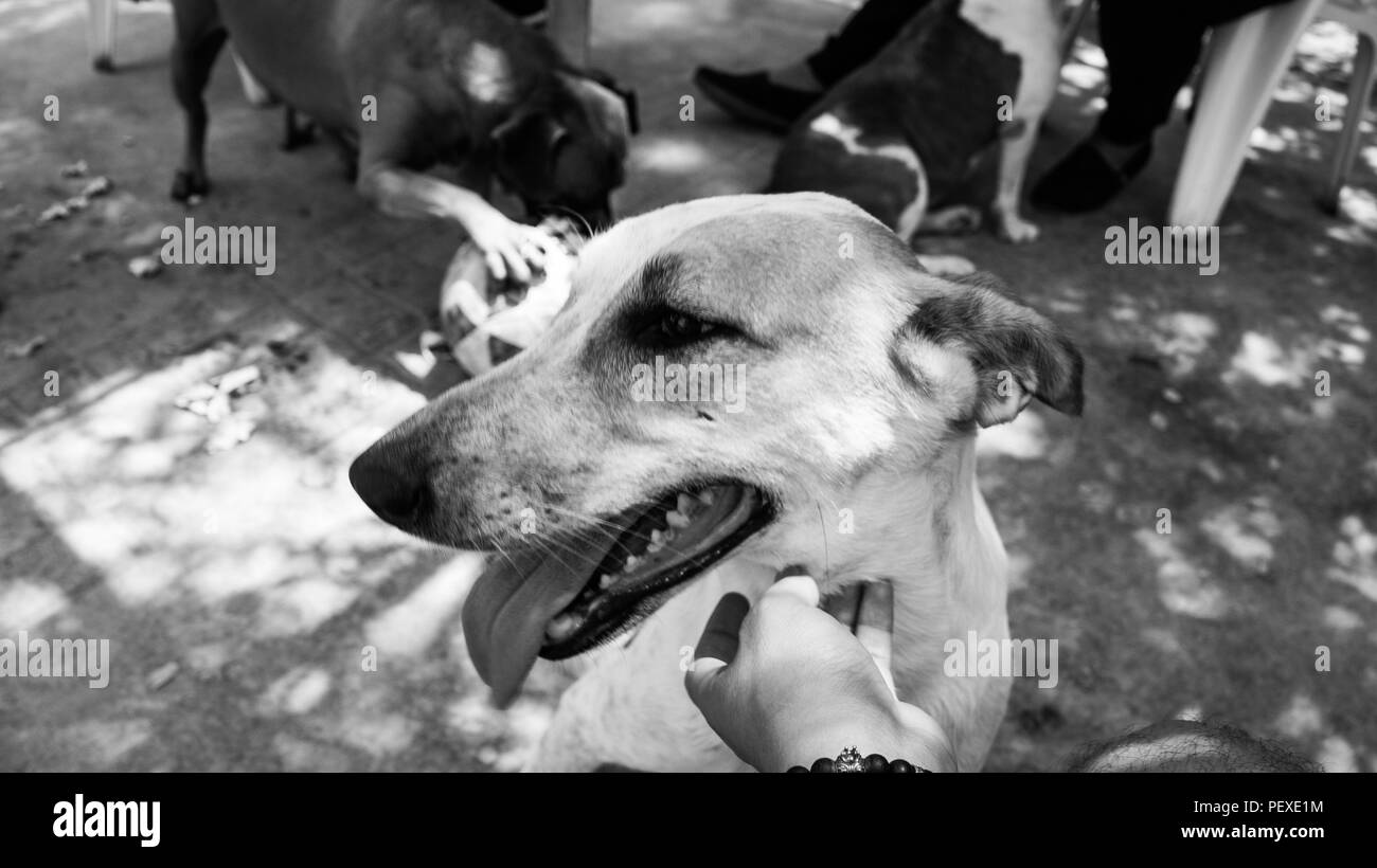 CAT & DOG Shelter 2 Foto Stock