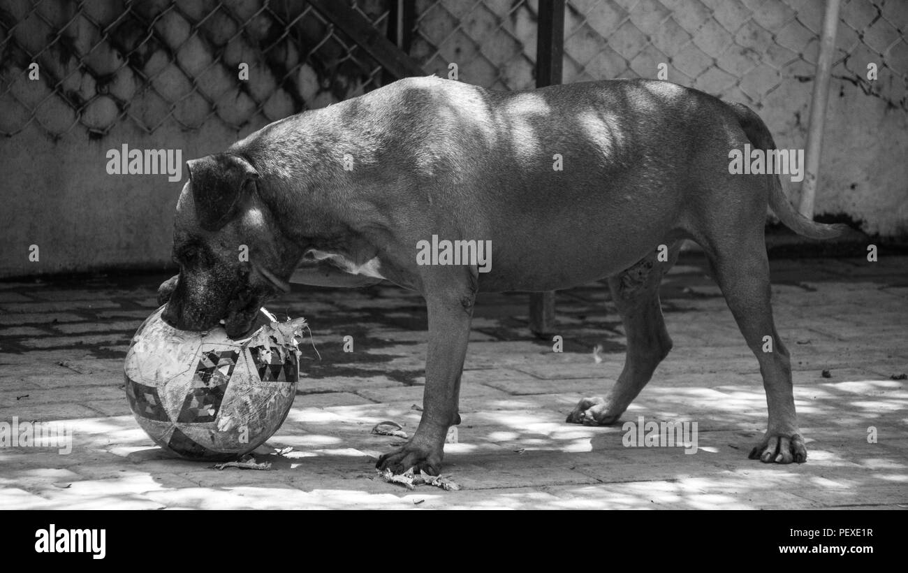 CAT & DOG Shelter 1 Foto Stock