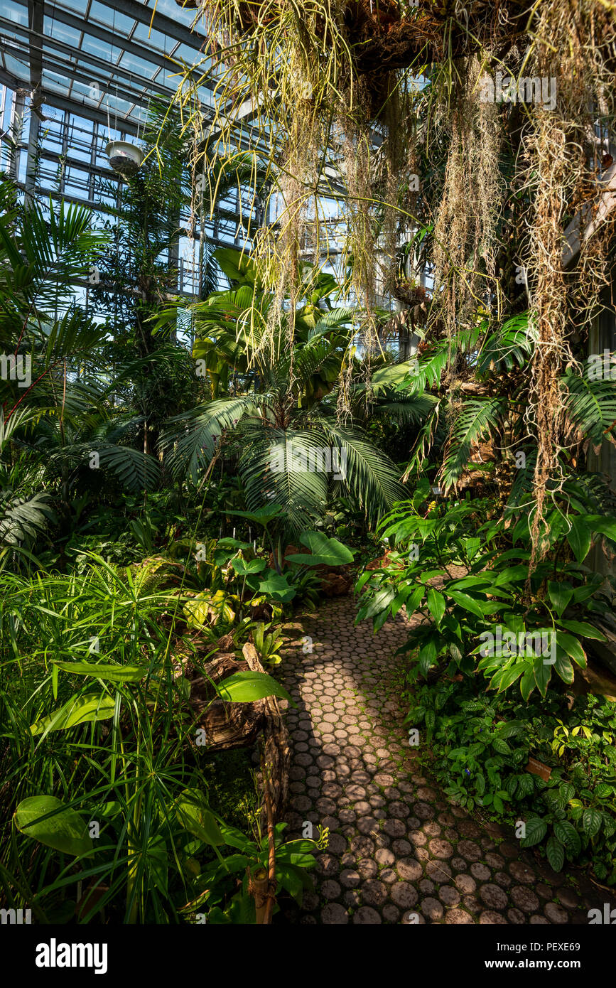 La vegetazione della foresta pluviale in una serra a Ginevra, il Conservatorio e giardino botanico di Ginevra, il Cantone di Ginevra, Svizzera Foto Stock