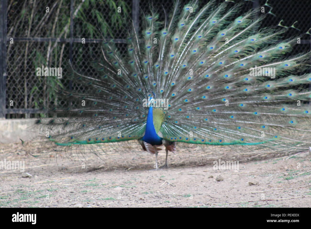 Wild Life fotografia peacock peahen.colorata vita selvaggia nella stagione delle piogge. Foto Stock