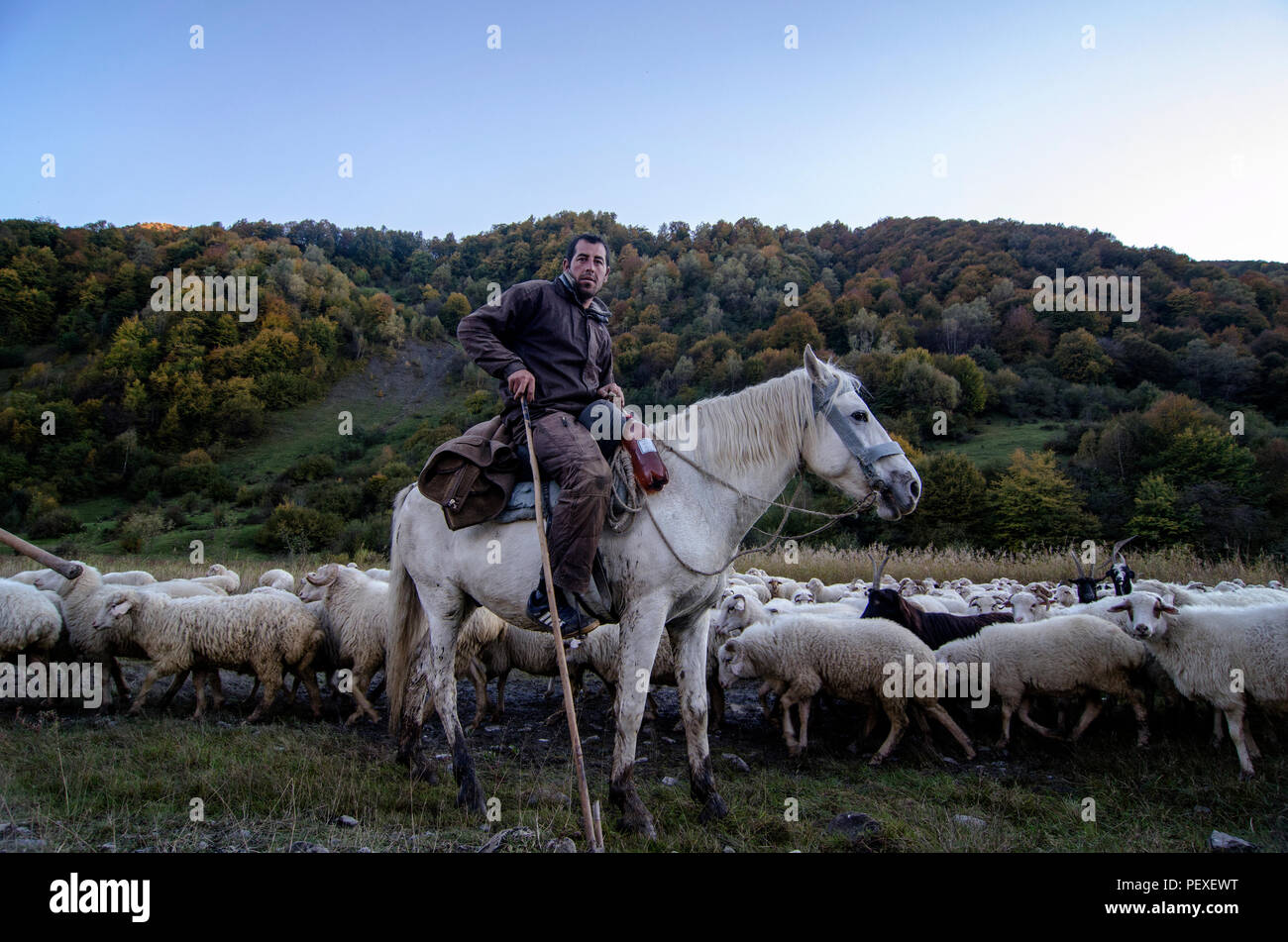 L'uomo pastore georgiano sta portando le sue pecore al monte Kazbegi, Stepantsminda, Georgia. Foto Stock