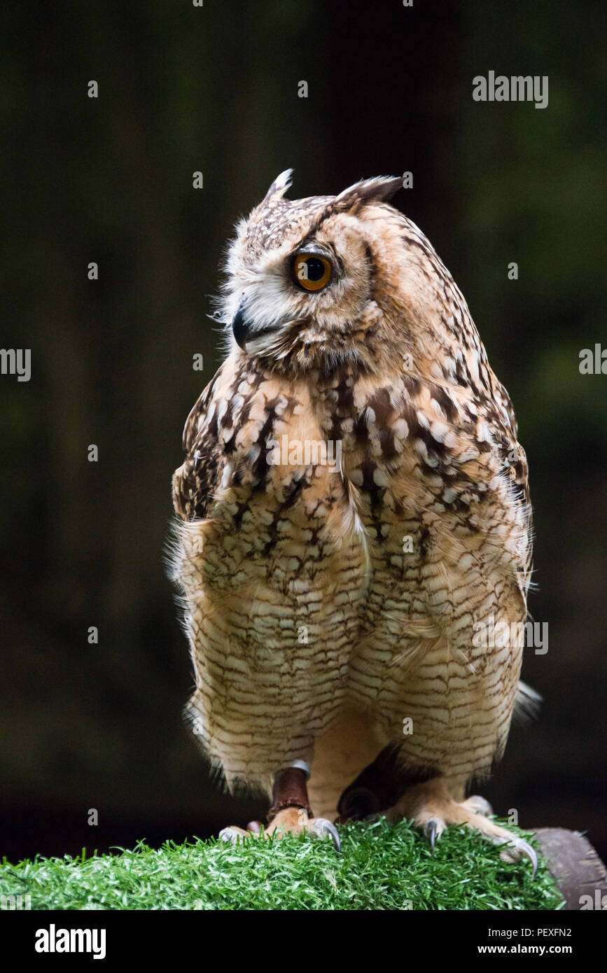 Un faraone il gufo reale (Bubo ascalaphus) presso il gufo scozzese center Foto Stock