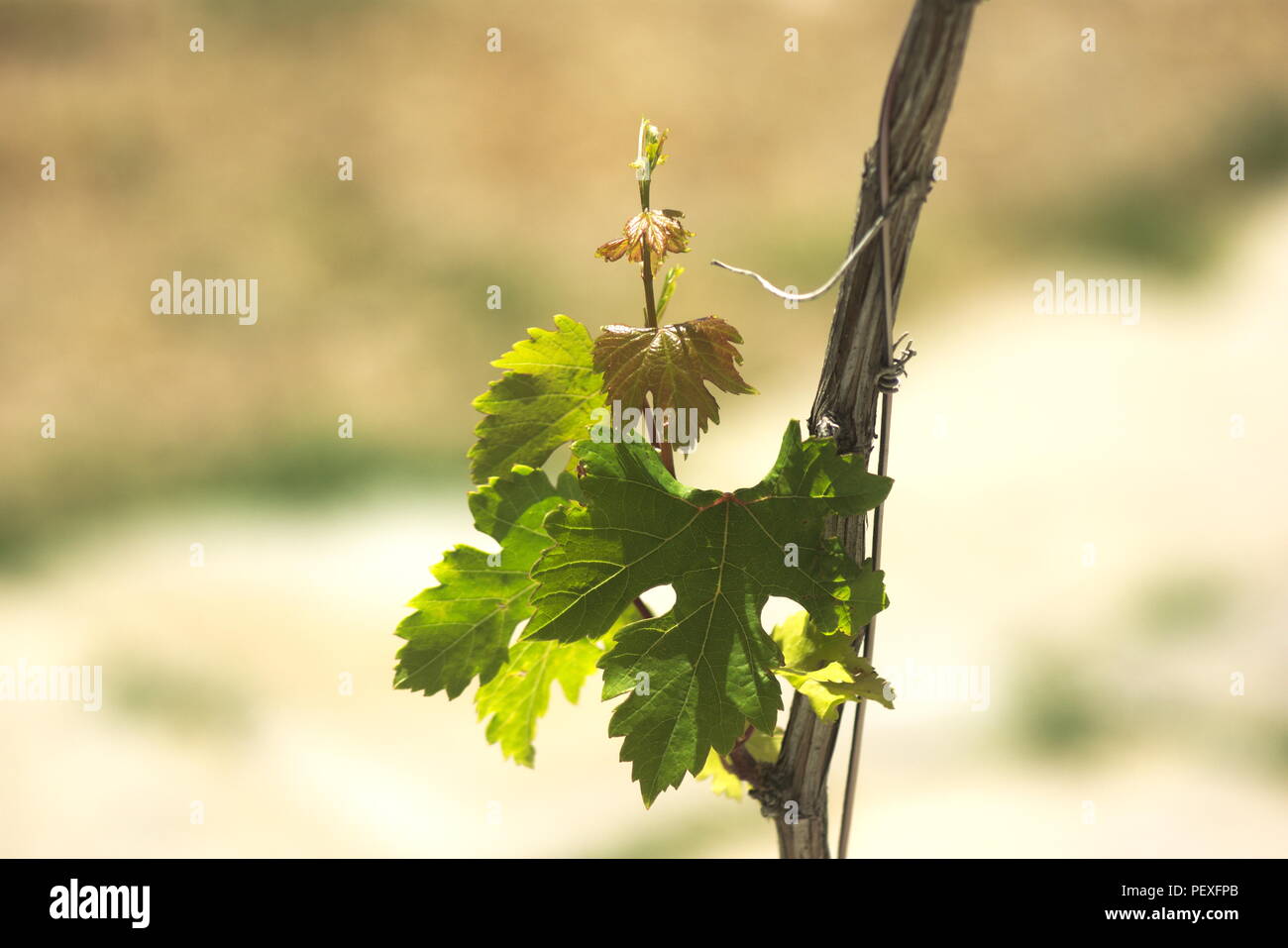 La Grecia, l'isola di Ios. Presso il porto di un vitigno cresce e si alimenta dal sole estivo Foto Stock