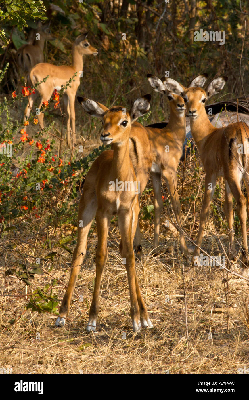 Un presepio della neonata Impala agnelli attacca vicino insieme, instinclively sapendo vi è la sicurezza dei numeri. Le femmine sono un buon esempio di synchroa Foto Stock