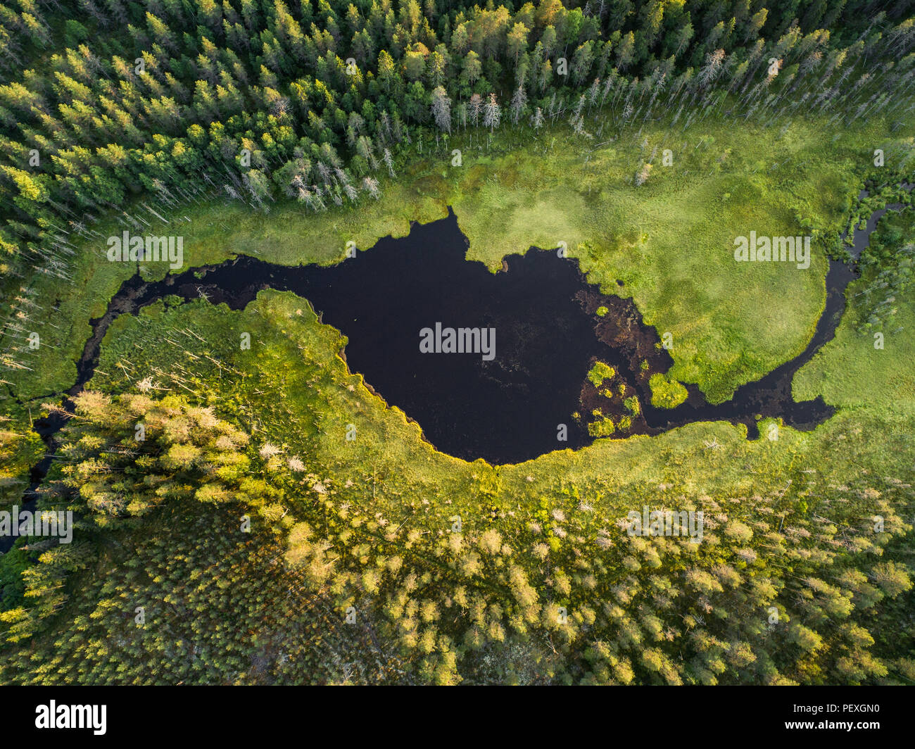 Vista aerea della foresta e piccolo lago o stagno in boreale taiga aka foresta in Finlandia Foto Stock