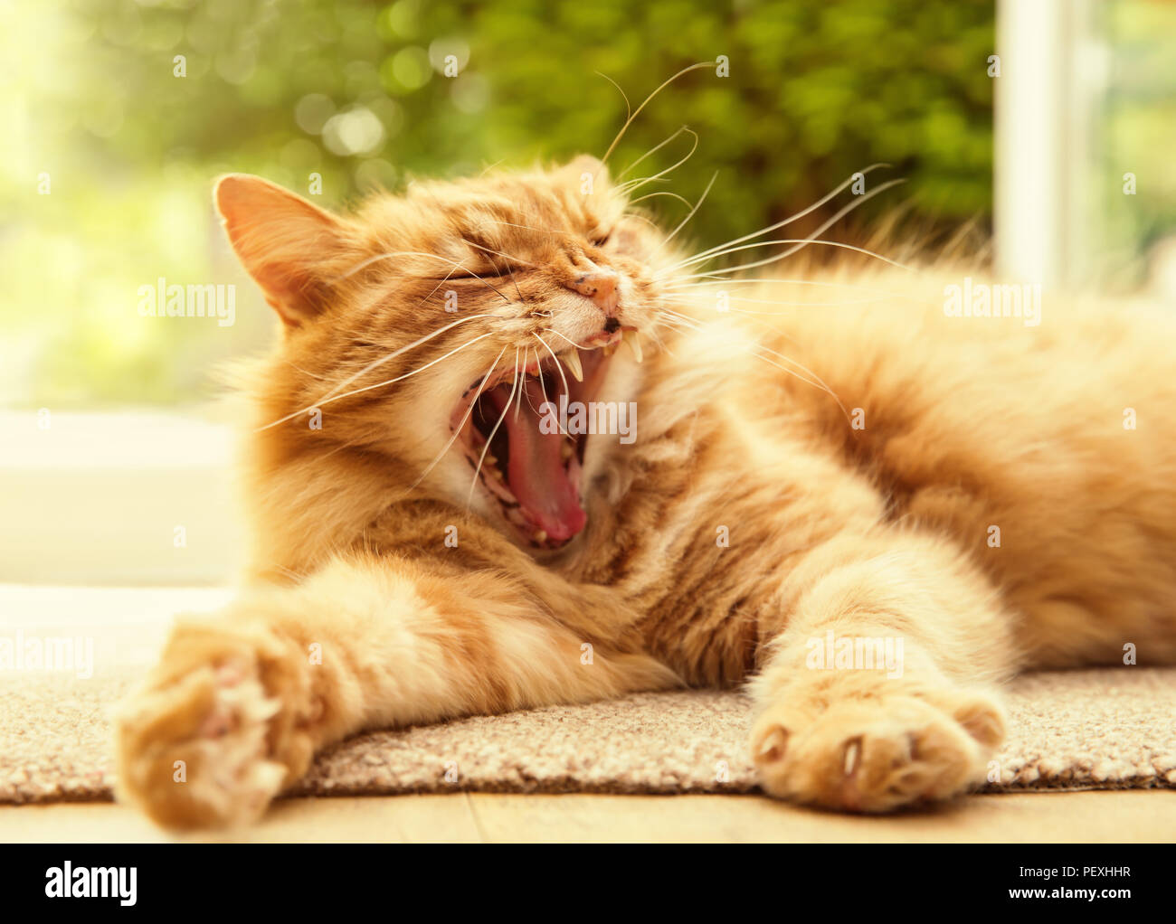 Close up di un gatto che sbadiglia contro verde-sfondo giallo in un  assolato pomeriggio di estate Foto stock - Alamy