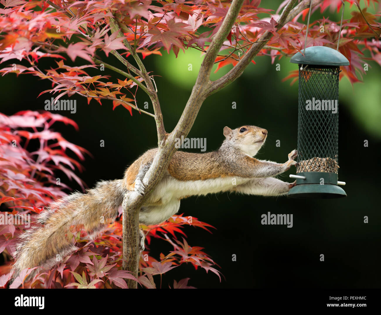 Close-up di uno scoiattolo grigio di mangiare da un alimentatore di uccelli in un colorato giapponese acero Foto Stock