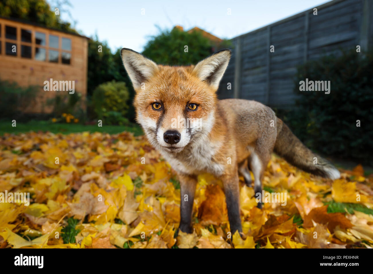 In prossimità di una volpe rossa in piedi sulle foglie di autunno nel giardino sul retro, REGNO UNITO Foto Stock