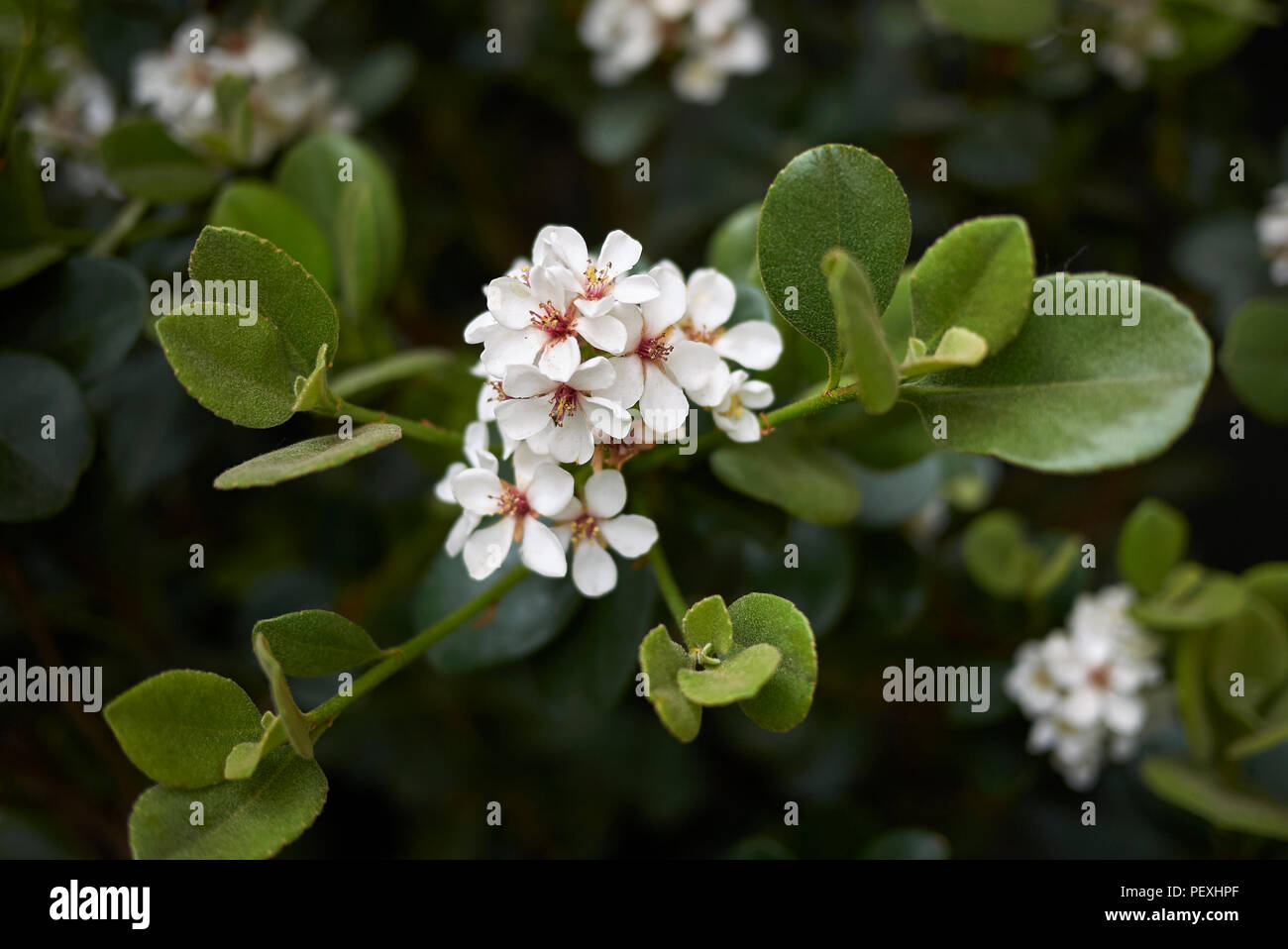Rhaphiolepis indica Foto Stock