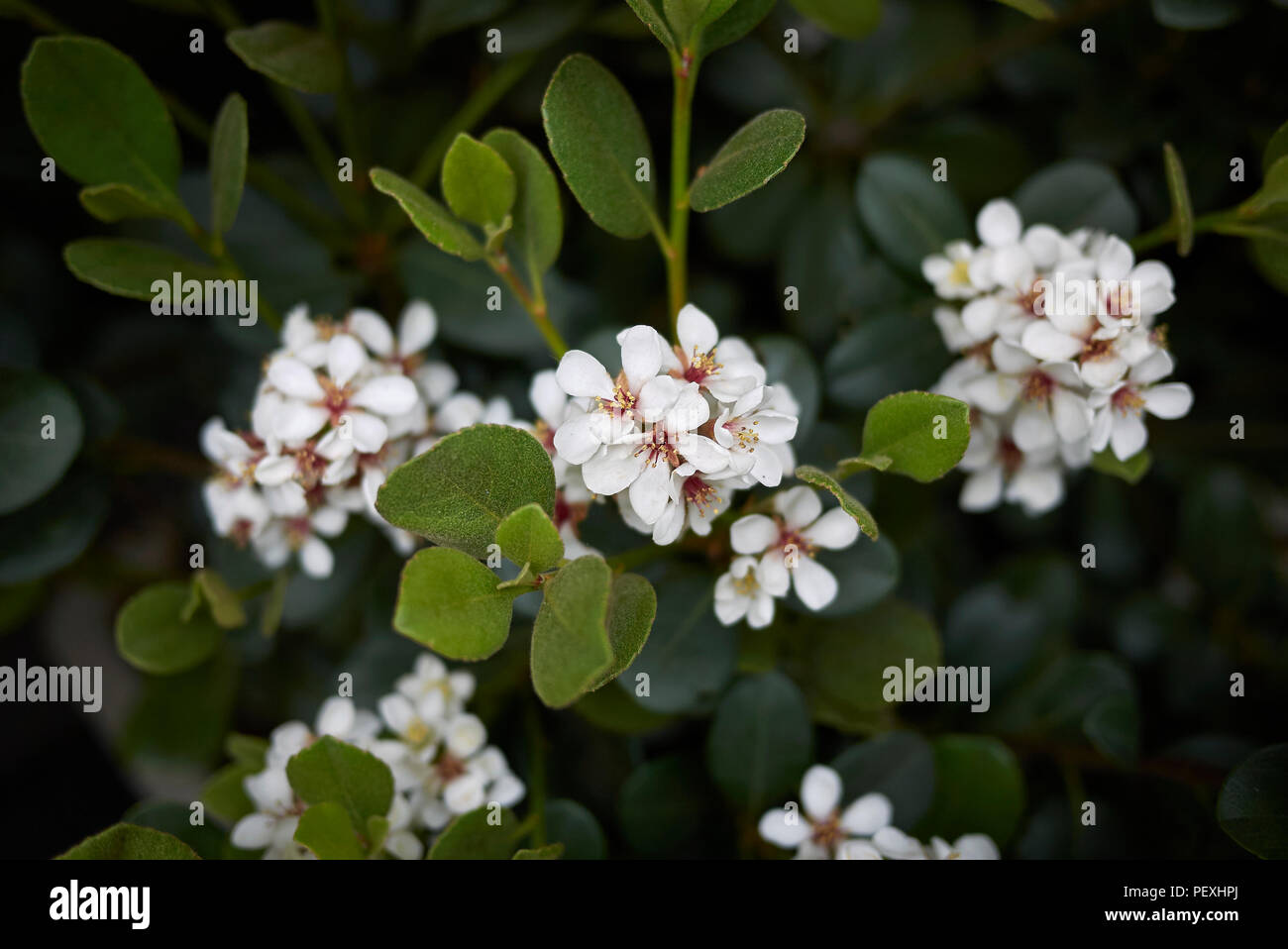Rhaphiolepis indica Foto Stock