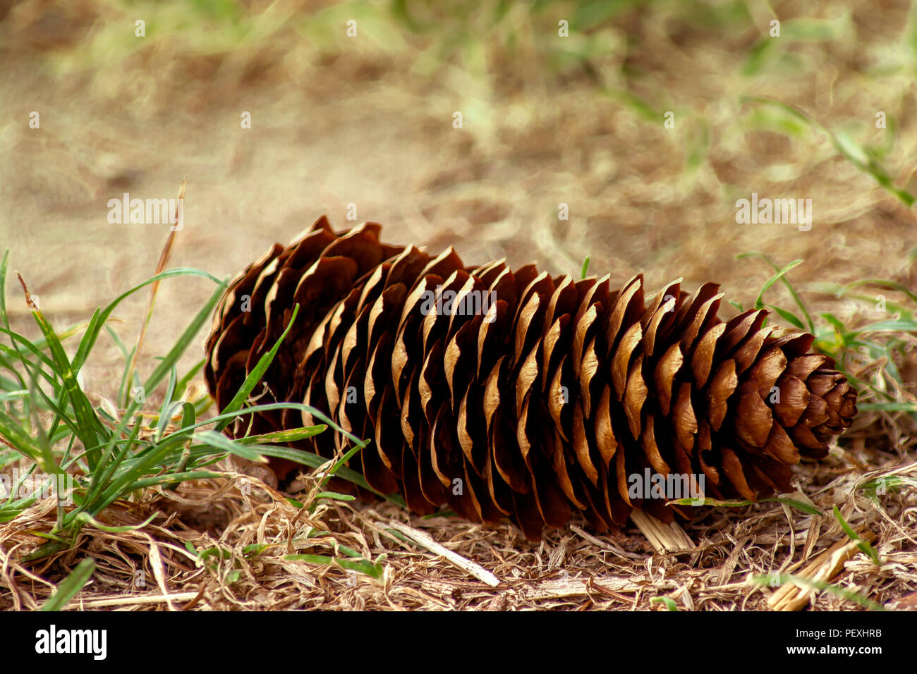 DE - Concetto natura : La Pigna Foto Stock
