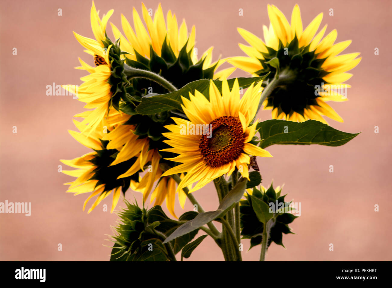 DE - Concetto natura : il bouquet di semi di girasole Foto Stock