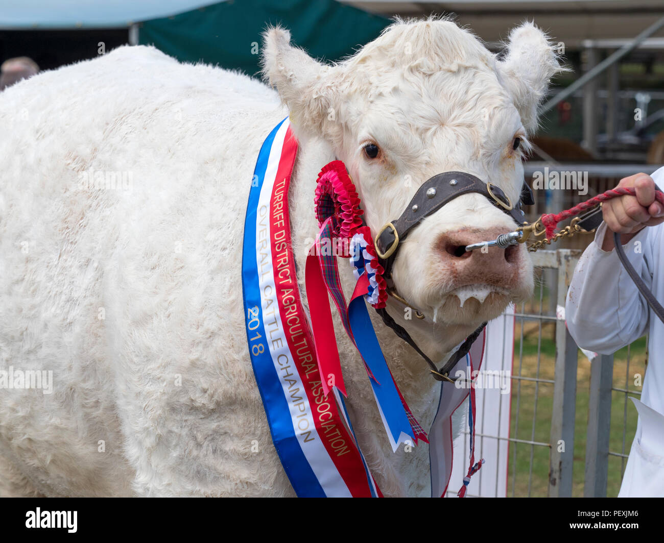 Turriff, Scozia - 06 AGO 2018: Charolais campione del bestiame al Turriff spettacolo agricolo Foto Stock