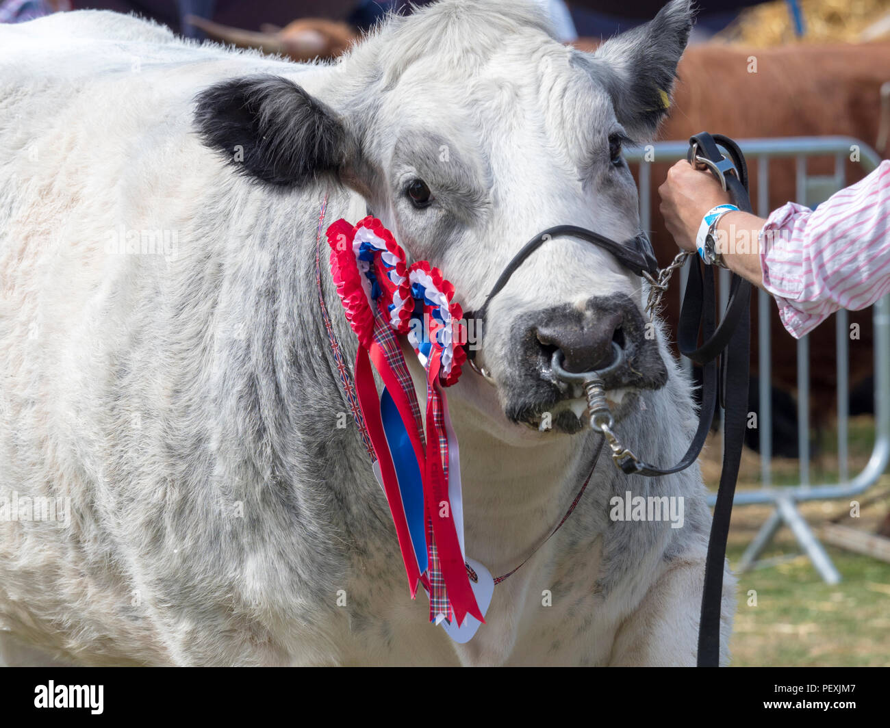 Turriff, Scozia - 06 AGO 2018: Charolais bestiame al Turriff spettacolo agricolo Foto Stock