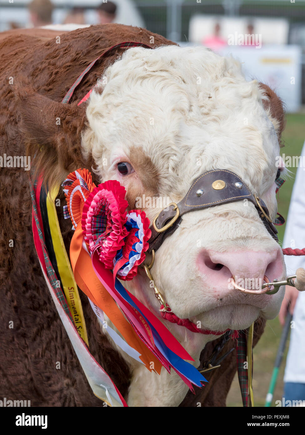 Turriff, Scozia - 06 AGO 2018: Simmental Bull al Turriff spettacolo agricolo Foto Stock