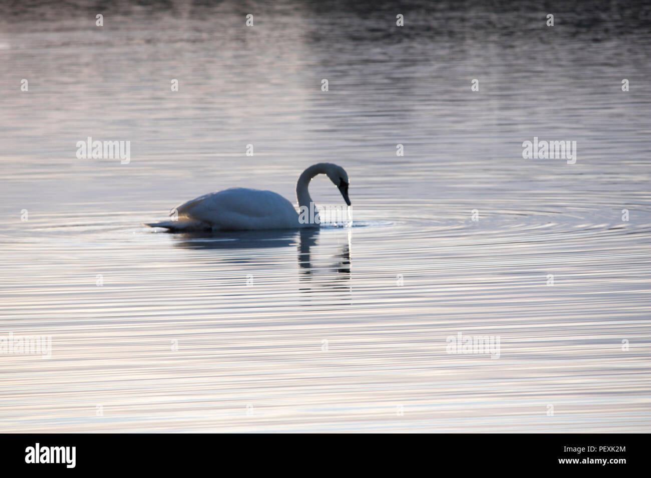 Swan su acqua al crepuscolo Foto Stock