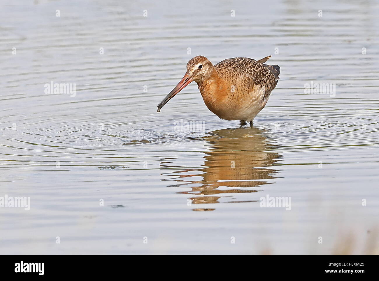 Nero-tailed Godwit (Limosa limosa) Alimentazione adulto in acque poco profonde paludi Cley Riserva Naturale, Cley-next-il-mare; Norfolk, Regno Unito Agosto Foto Stock