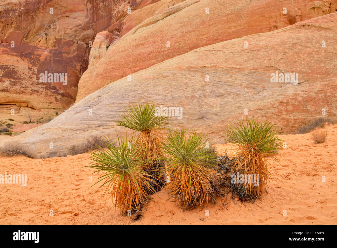 Yucca Valle risalente