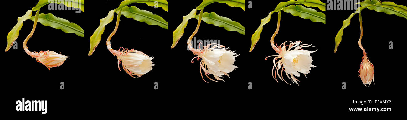 Regina della notte, Epiphyllum oxypetalum, Dutchman tubazione del cactus, notte blooming Cereus in fiore, una notte sola sequenza di fiori, Foto Stock