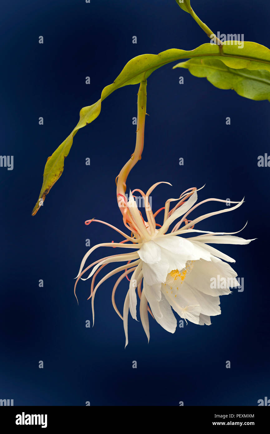 Regina della notte, Epiphyllum oxypetalum, Dutchman tubazione del cactus, notte blooming Cereus in fiore, una sola notte! Foto Stock