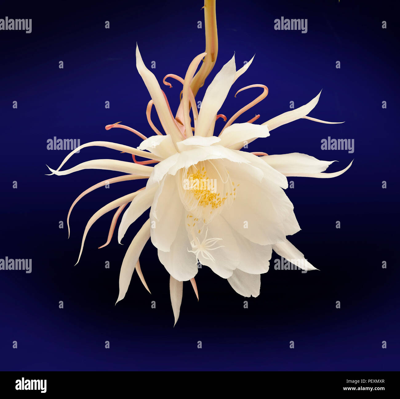 Regina della notte, Epiphyllum oxypetalum, Dutchman tubazione del cactus, notte blooming Cereus in fiore, una sola notte! Foto Stock