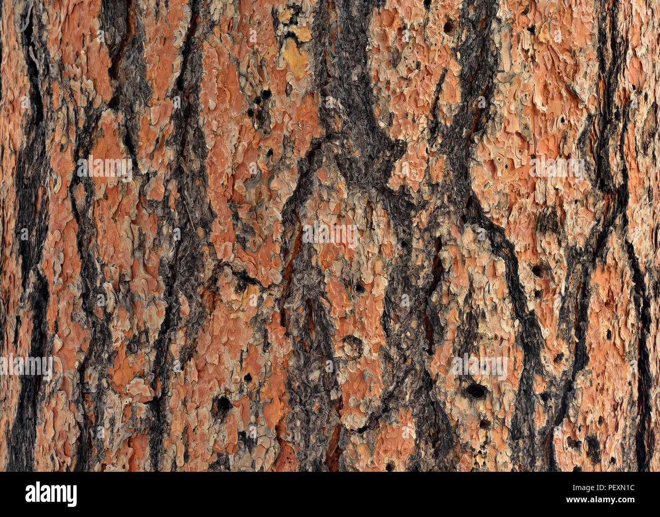 Ponderosa Pine (Pinus ponderosa) corteccia, il Parco Nazionale del Grand Canyon, Arizona, Stati Uniti d'America Foto Stock