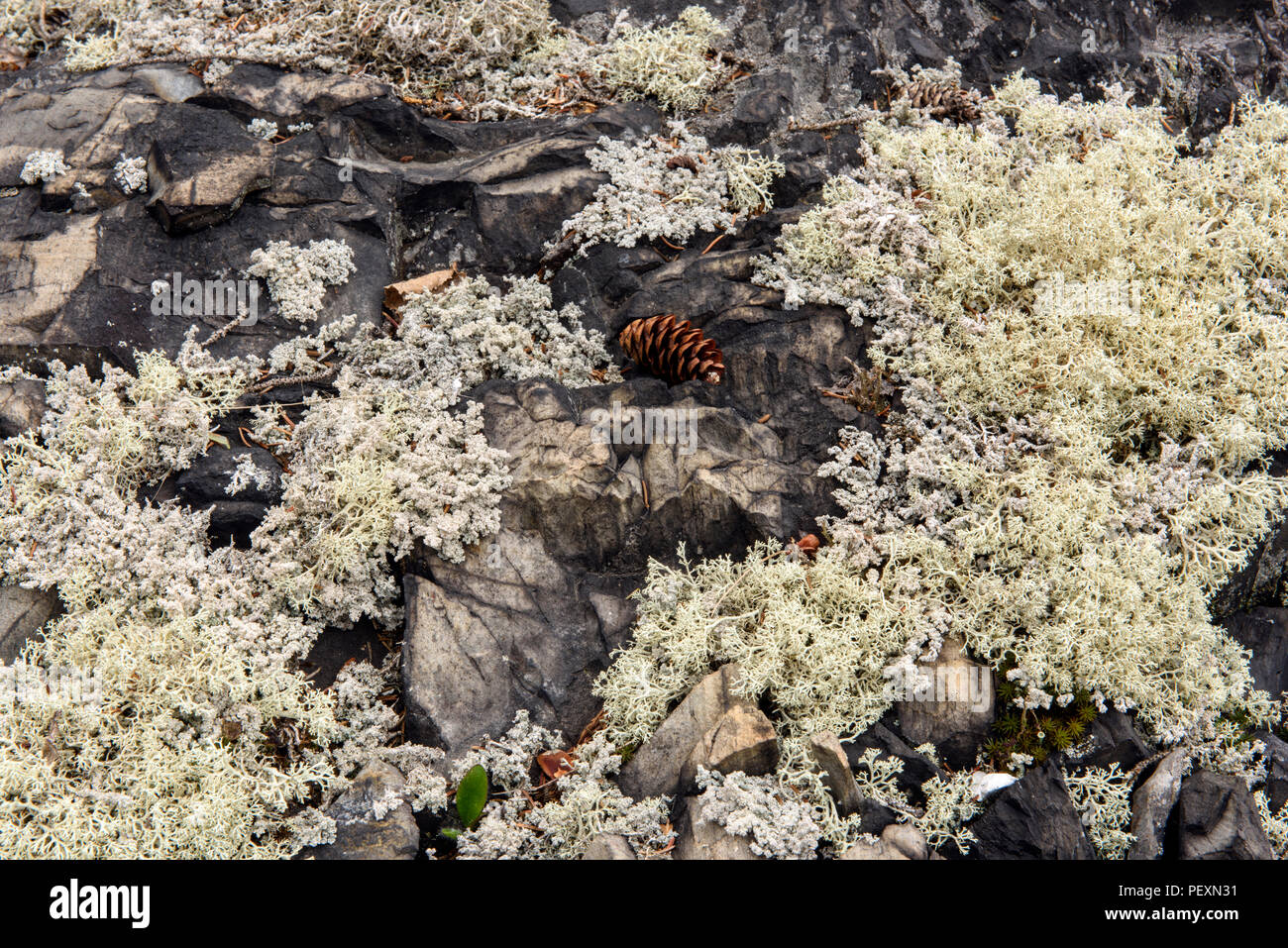 Schiuma di lana (lichene Stereocaulon tomentosum), maggiore Sudbury, Ontario, Canada Foto Stock