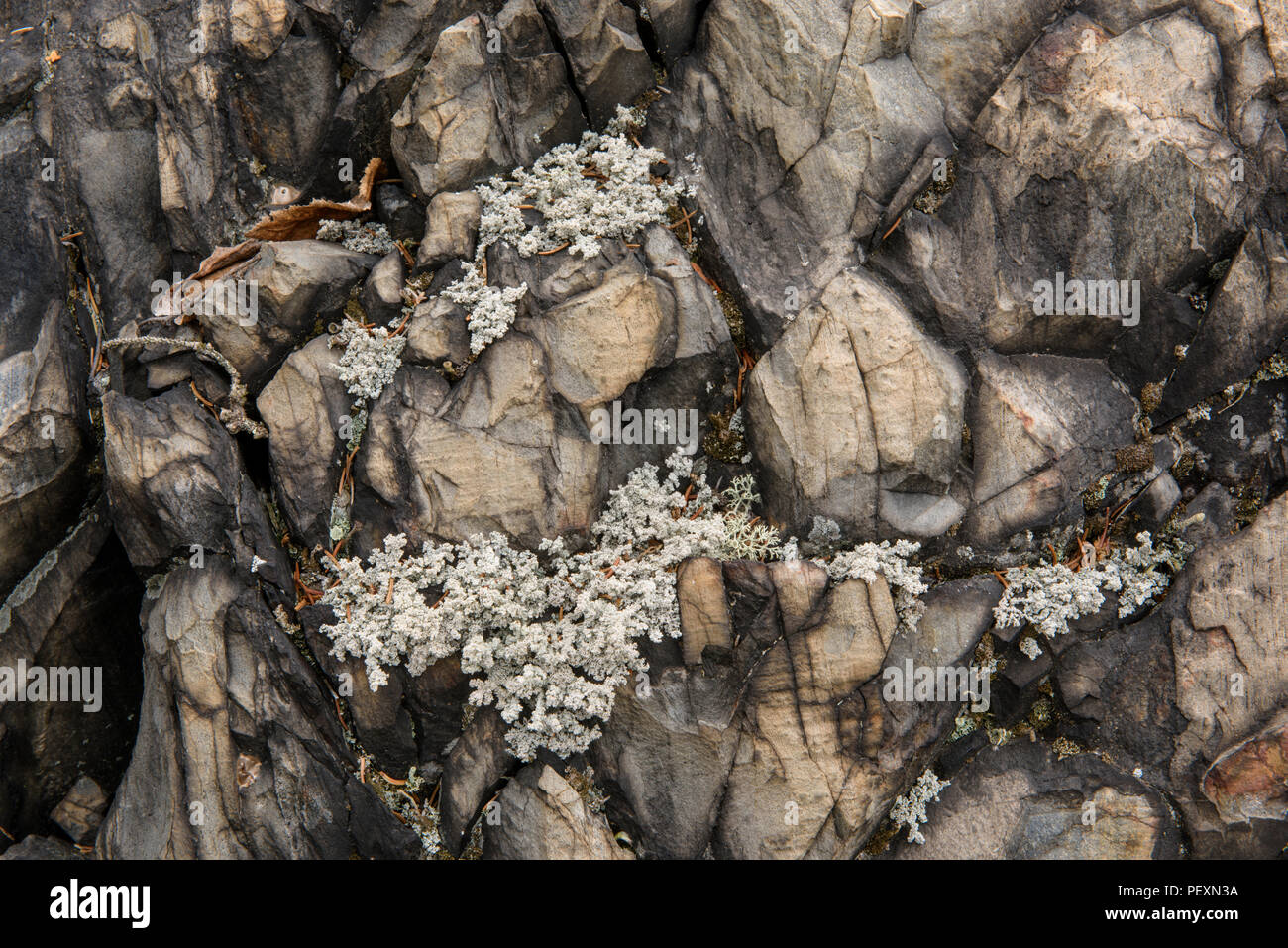 Schiuma di lana (lichene Stereocaulon tomentosum), maggiore Sudbury, Ontario, Canada Foto Stock