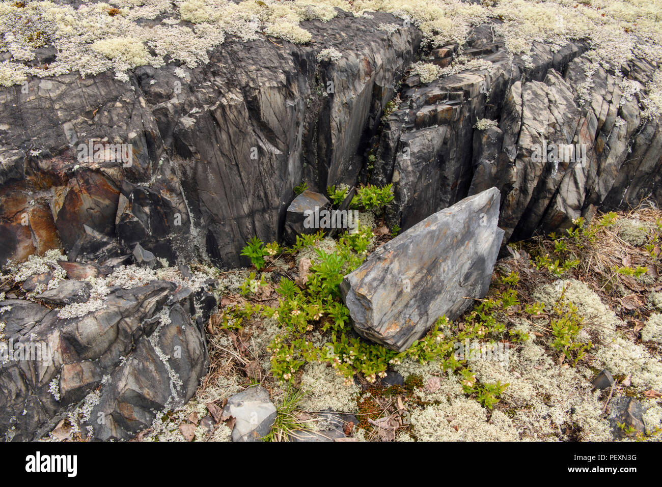 Schiuma di lana (lichene Stereocaulon tomentosum), maggiore Sudbury, Ontario, Canada Foto Stock