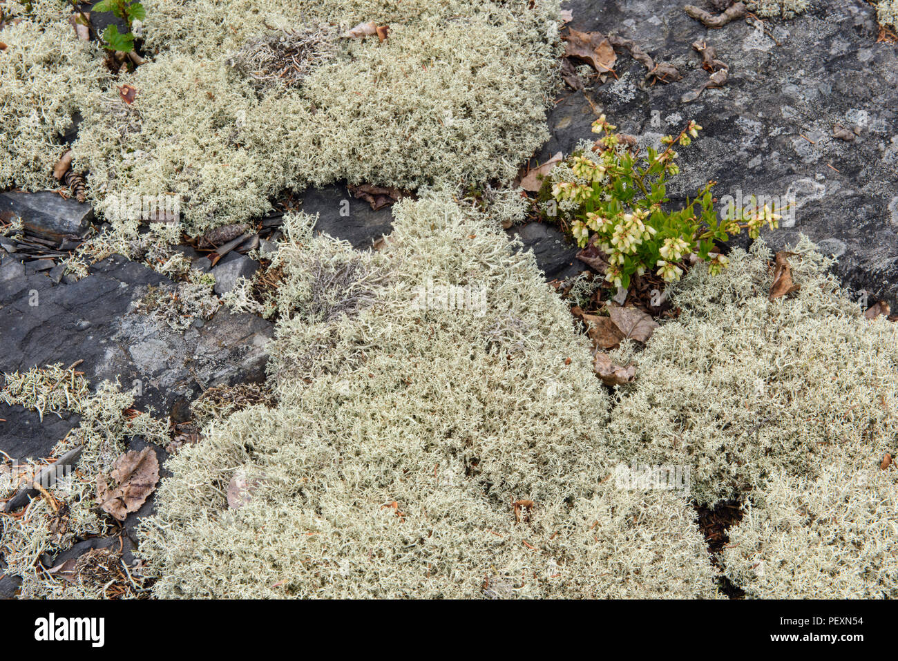 Schiuma di lana (lichene Stereocaulon tomentosum), maggiore Sudbury, Ontario, Canada Foto Stock