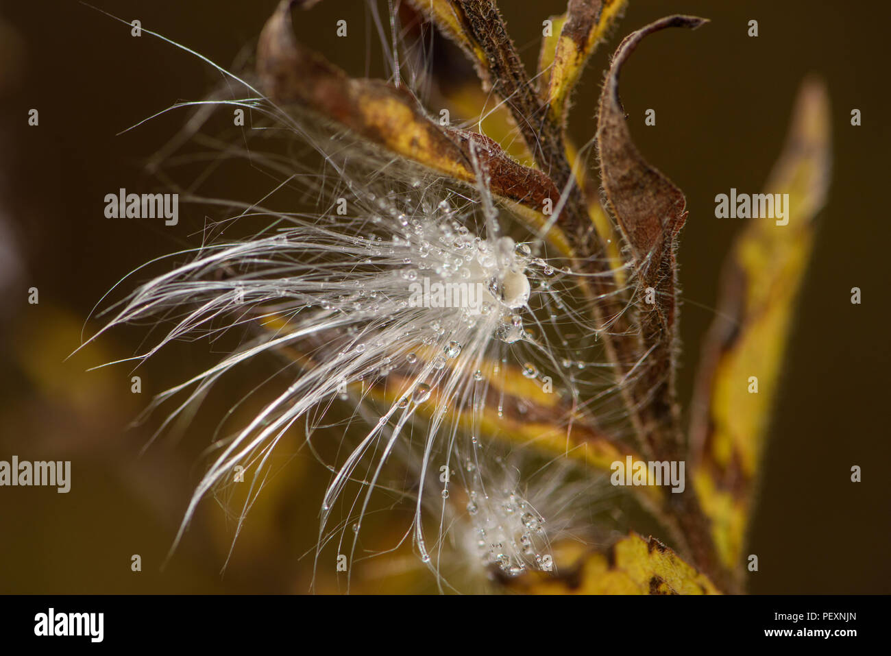 Milkweed comune (Asclepias syriaca) gocce di pioggia sulle sementi, maggiore Sudbury, Ontario, Canada Foto Stock
